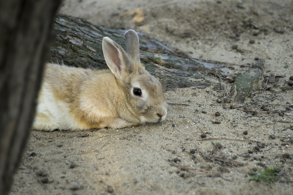 6 Rabbit