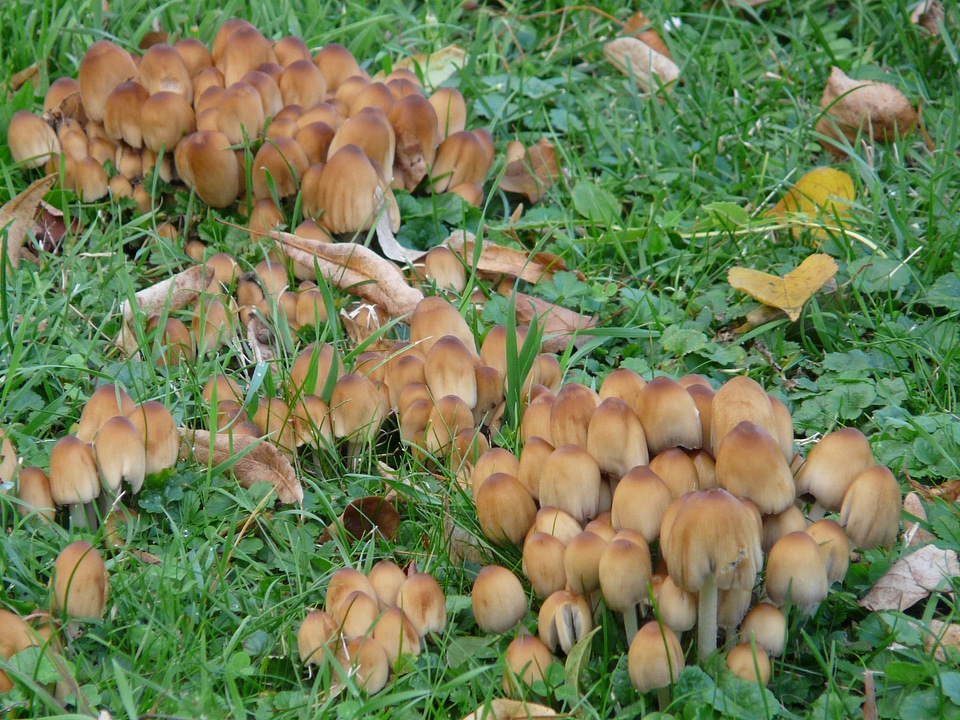 Brown mushrooms comatus relatives