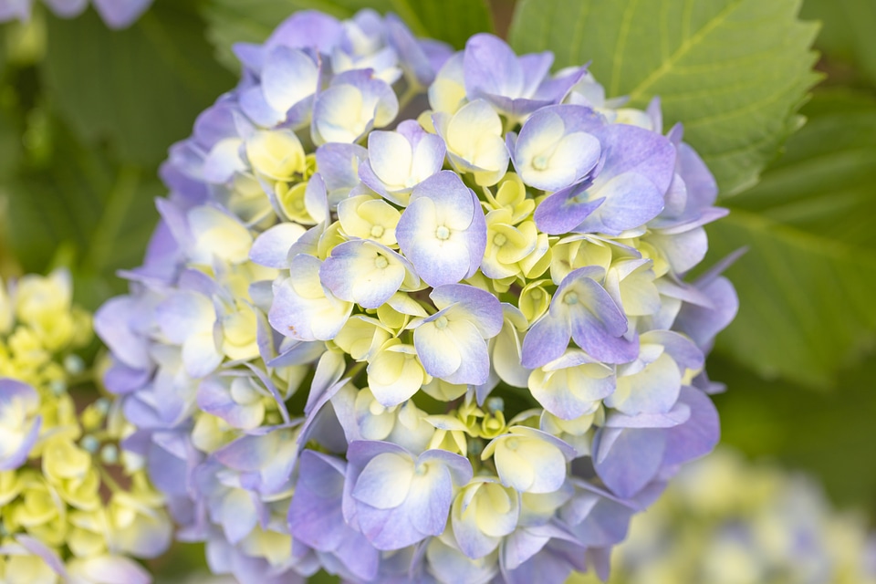 5 Hydrangea photo