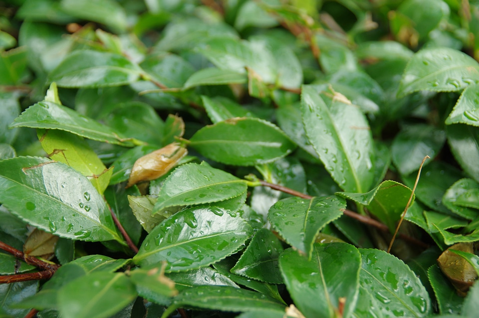 3 Leaf