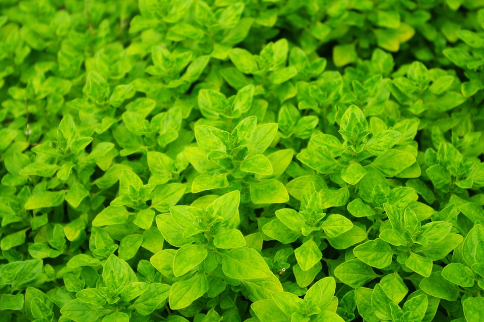 1 Leaf