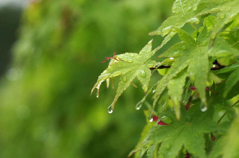 5 Leaf