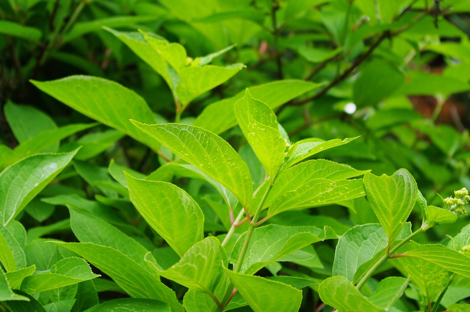 9 Leaf