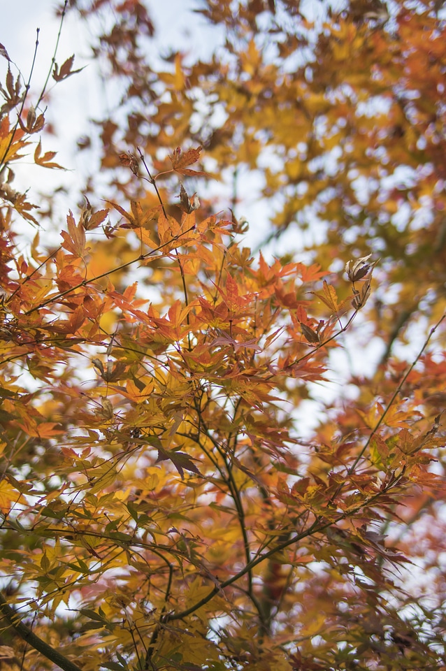 13 Red leaves