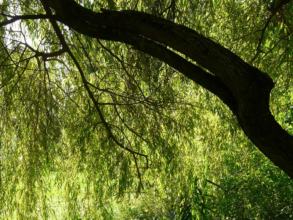 Contrast tree depend