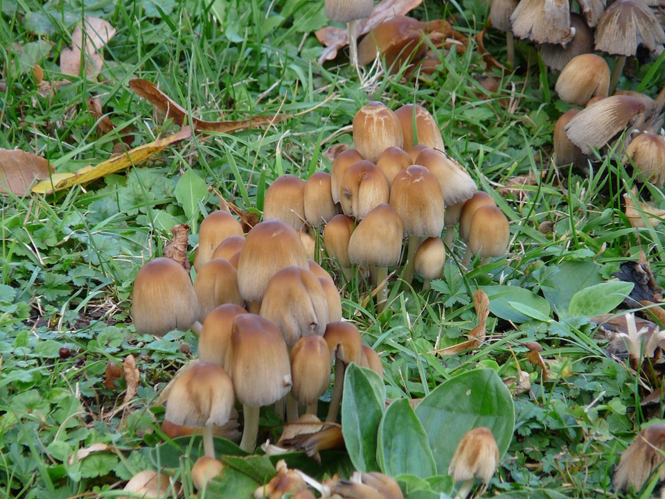 Mushrooms comatus relatives faserlingsverwandte