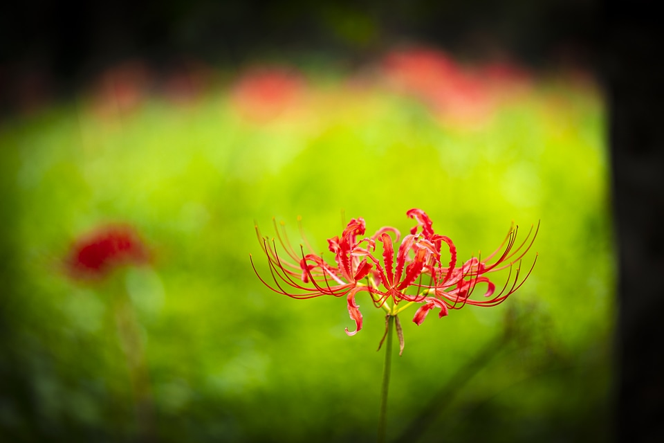 10 Lycoris radiata