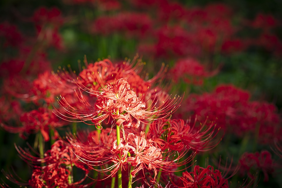 11 Lycoris radiata