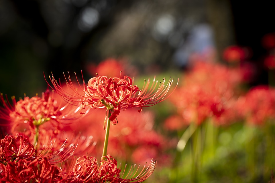 17 Lycoris radiata