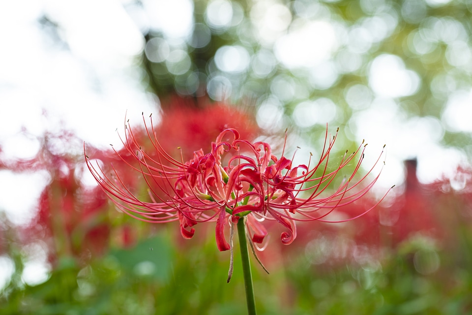19 Lycoris radiata
