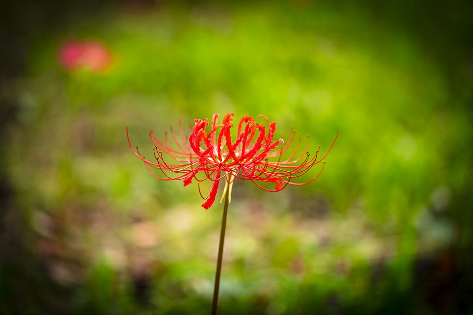 21 Lycoris radiata