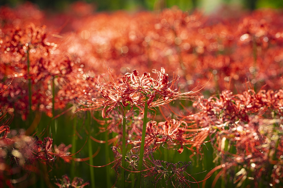 22 Lycoris radiata
