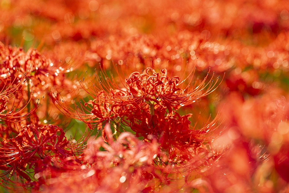 25 Lycoris radiata