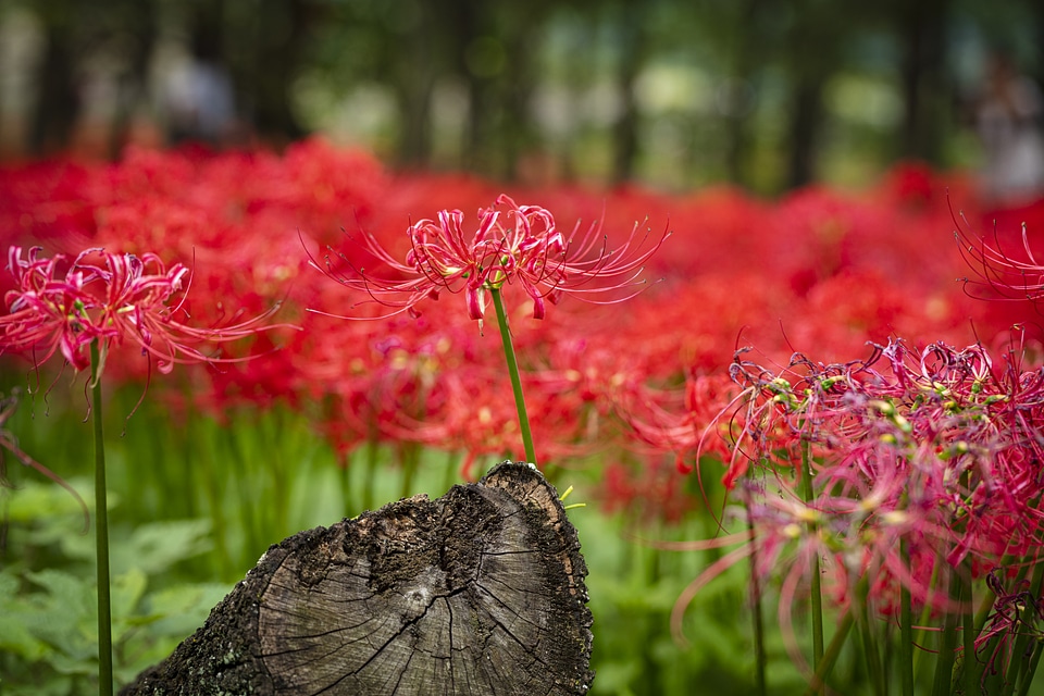 27 Lycoris radiata