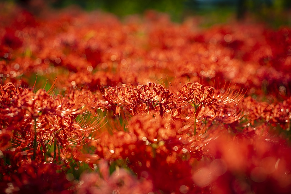 34 Lycoris radiata