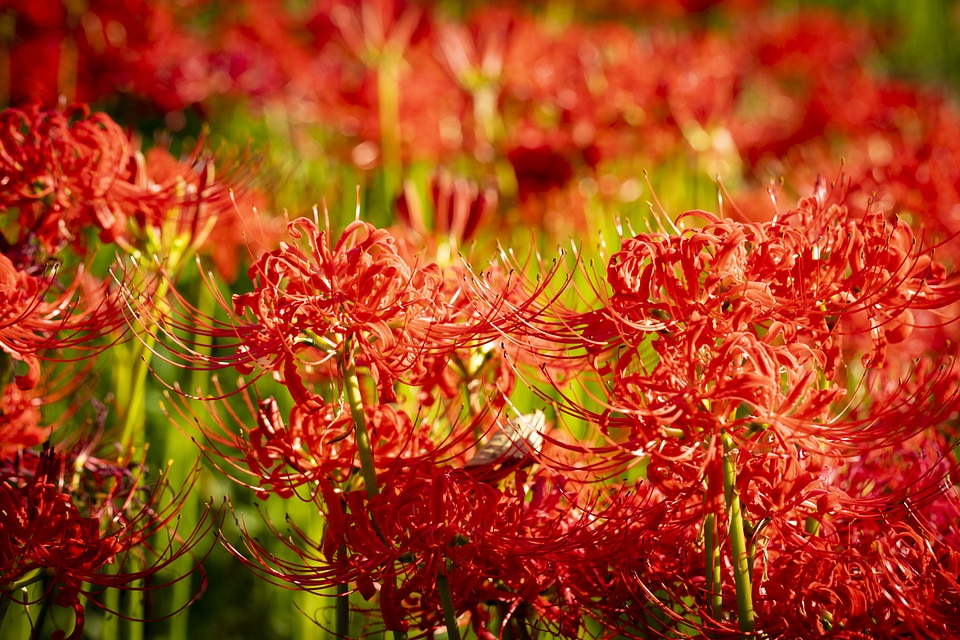 39 Lycoris radiata