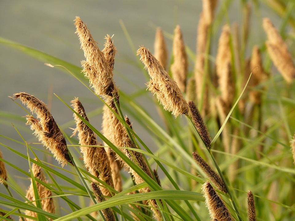 Sedges sedge sour grass greenhouse