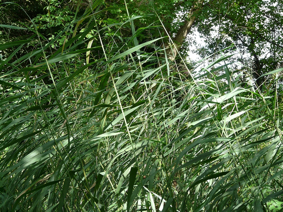 Phragmites communis licorice poaceae