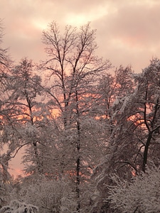Cold icy forest