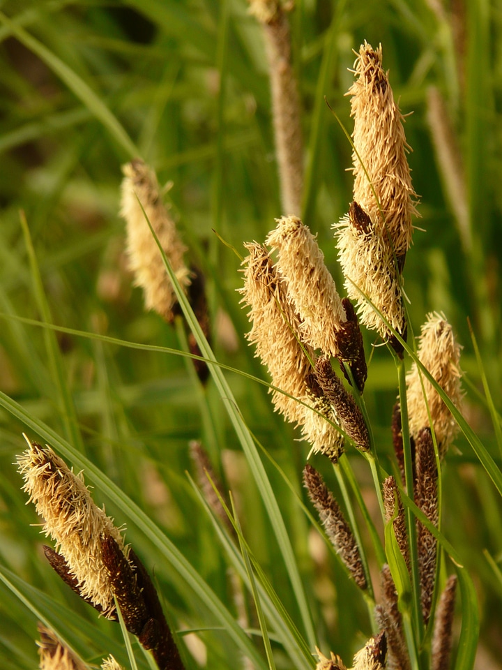 Sedges sedge sour grass greenhouse