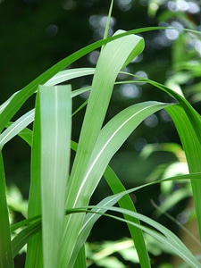 Plant miscanthus giganteus miscanthus