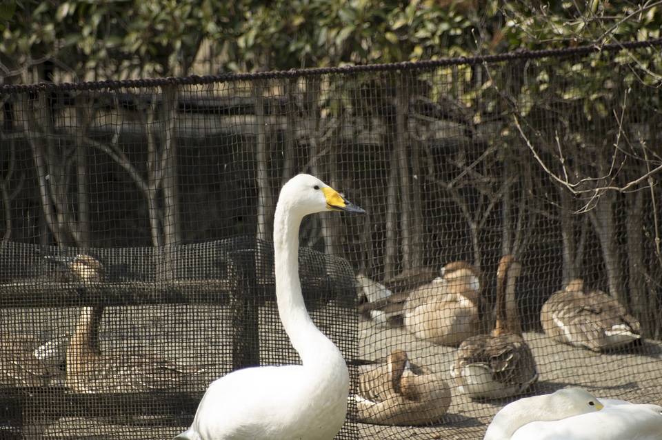 6 Swan