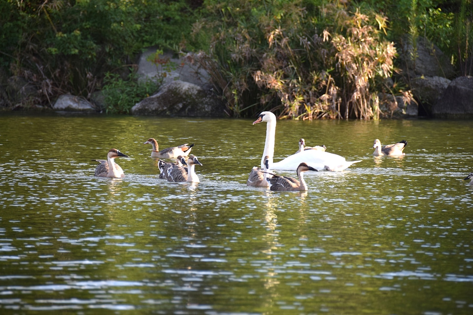 9 Swan