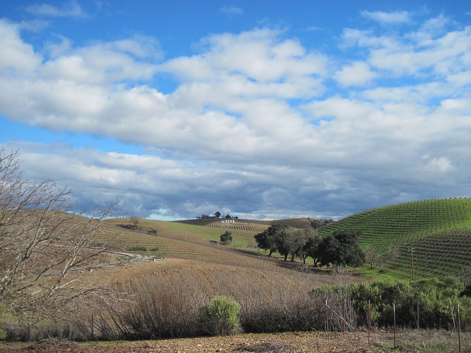 Vine winegrowing vines