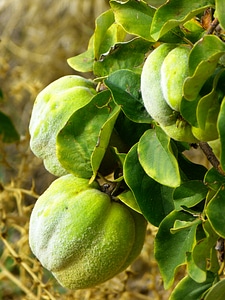 Leaf tree pome fruit
