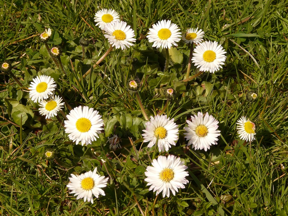 Garden composites white