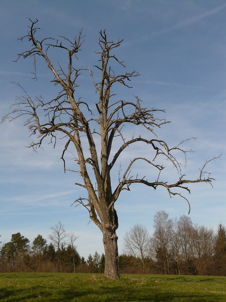 Woodworks strains tree trunks