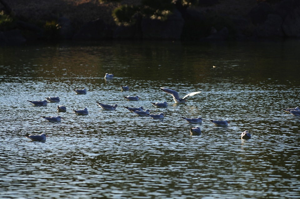 3 Bird