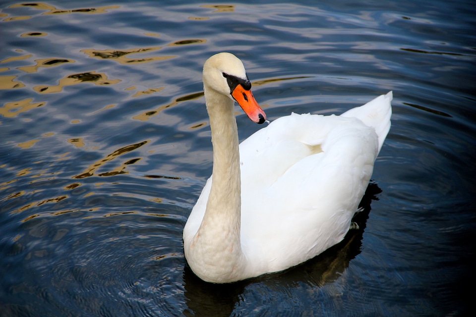 Water bird gooseneck water