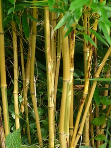 Node bamboo yellow bamboo aureocaulis