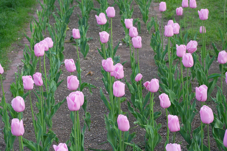 4 Tulip