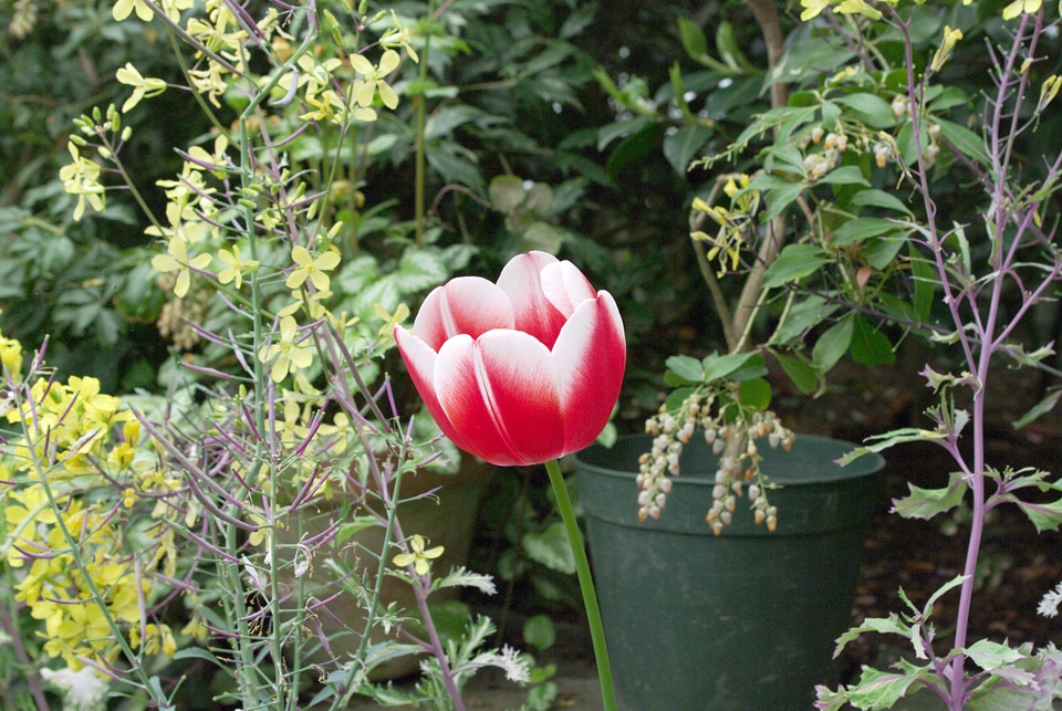 7 Tulip