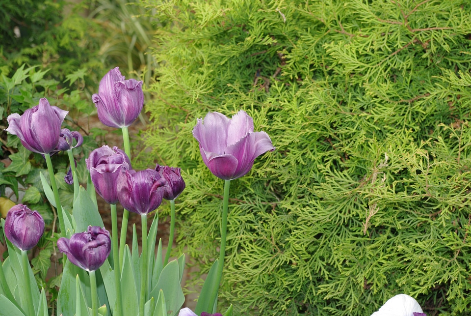 10 Tulip