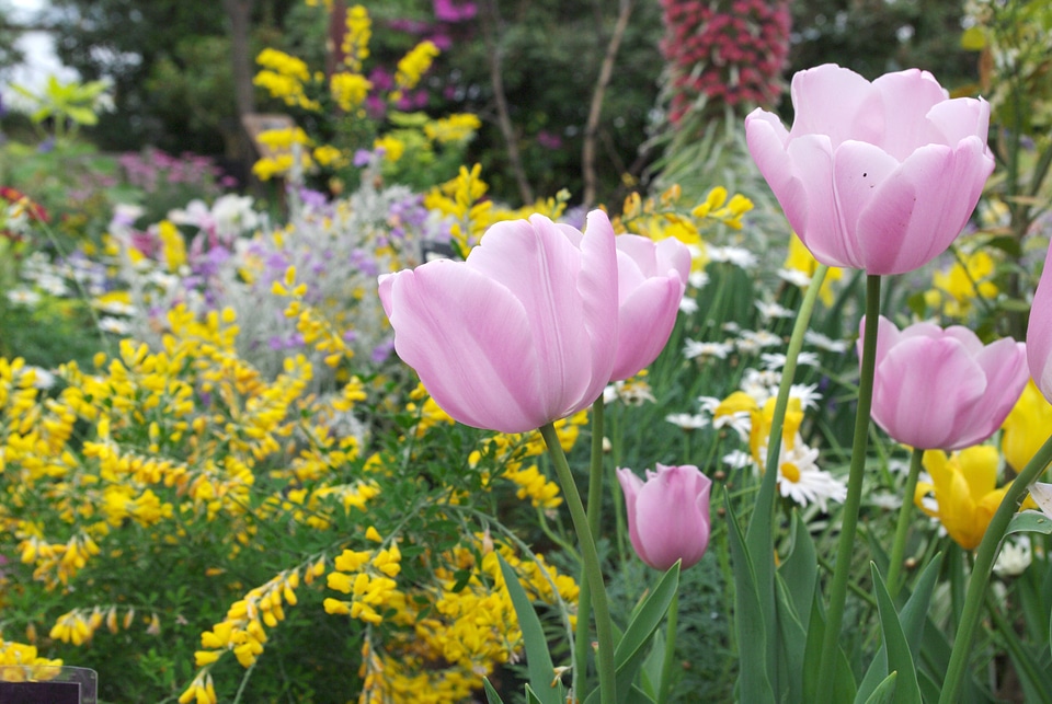 11 Tulip