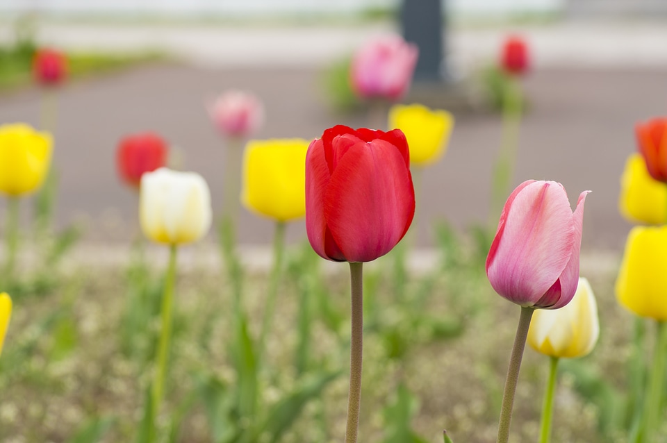 19 Tulip