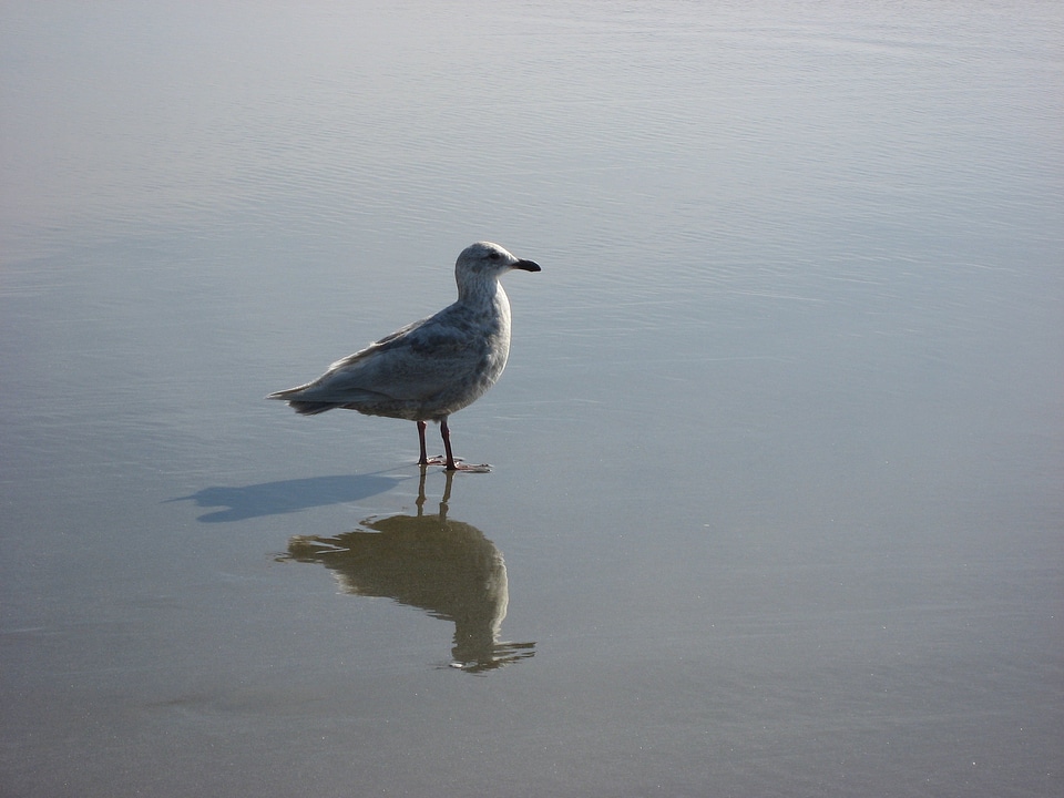 Reflection shore pacific