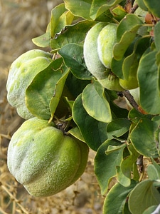Leaf tree pome fruit