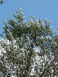 Tree poplar white poplar
