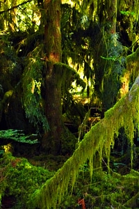 Forest rain forest flora