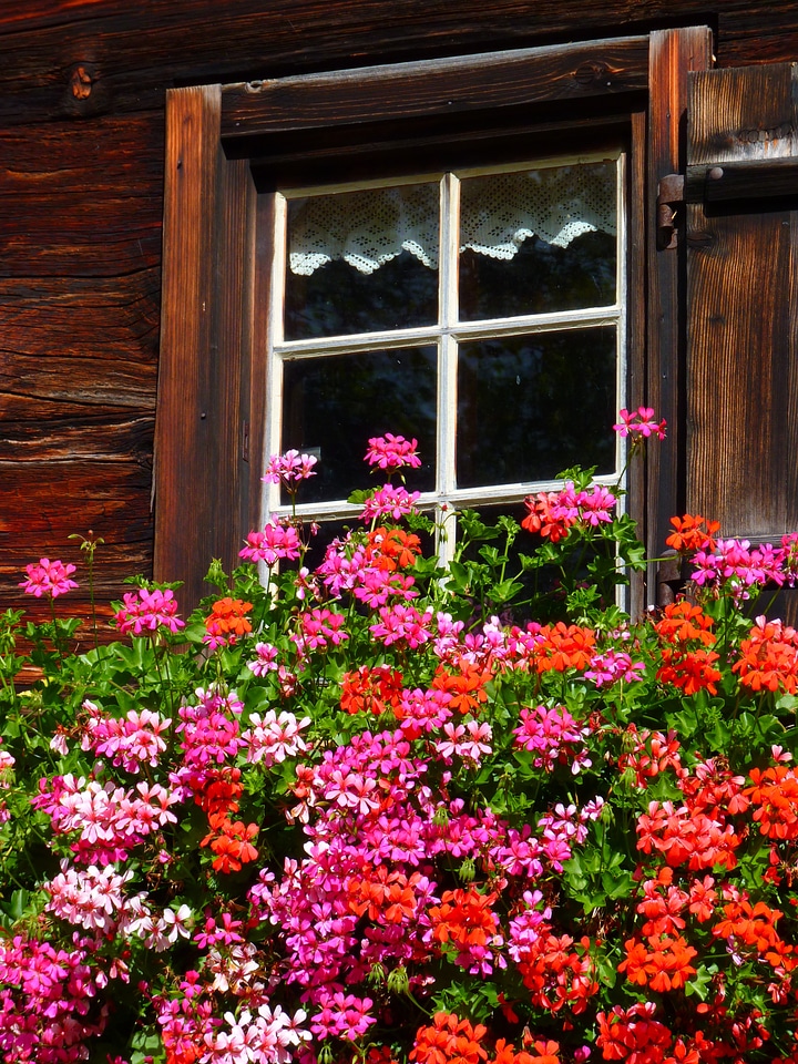 Old geranium floral decorations