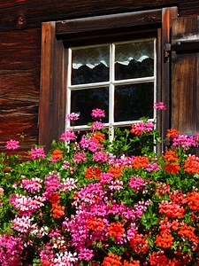 Old geranium floral decorations