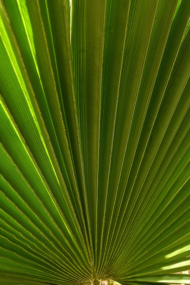 Palm tree plant fan palm