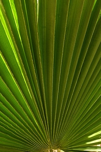 Palm tree plant fan palm photo