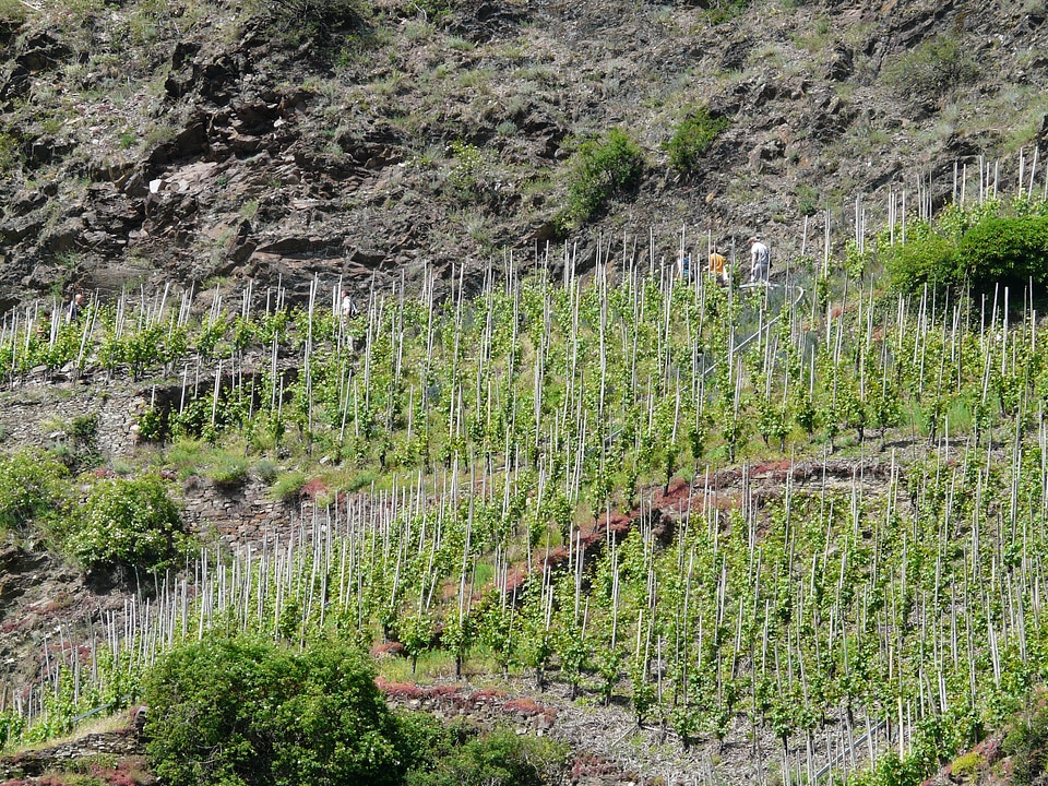 Wine steep location mosel
