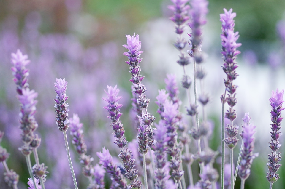 6 Lavender
