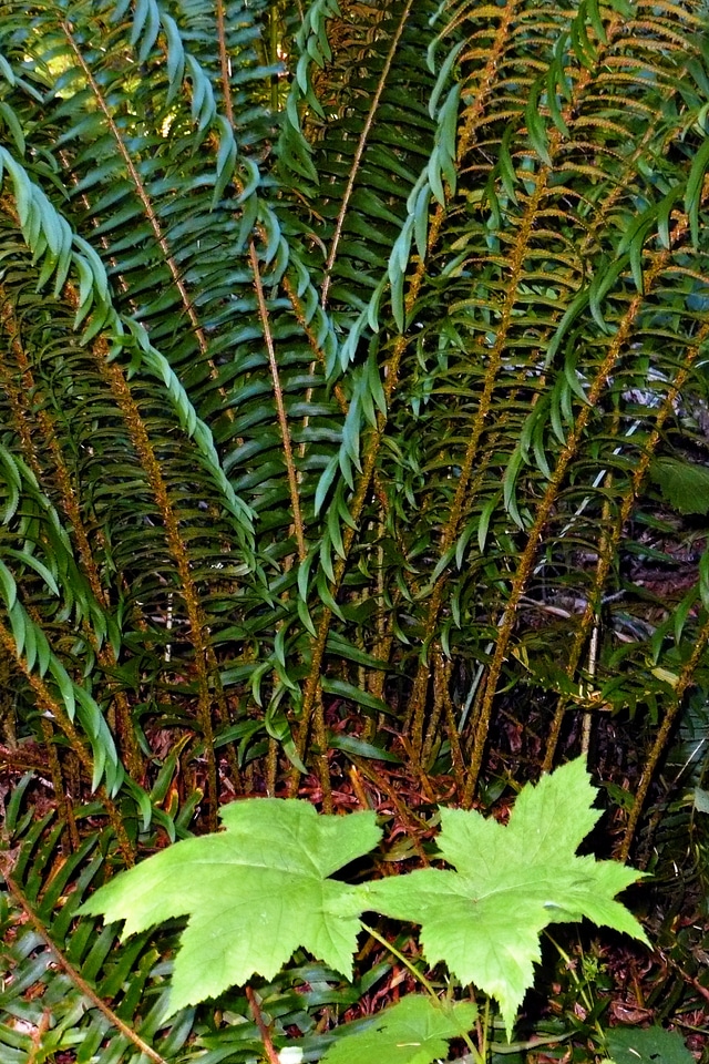 Nature plants foliage